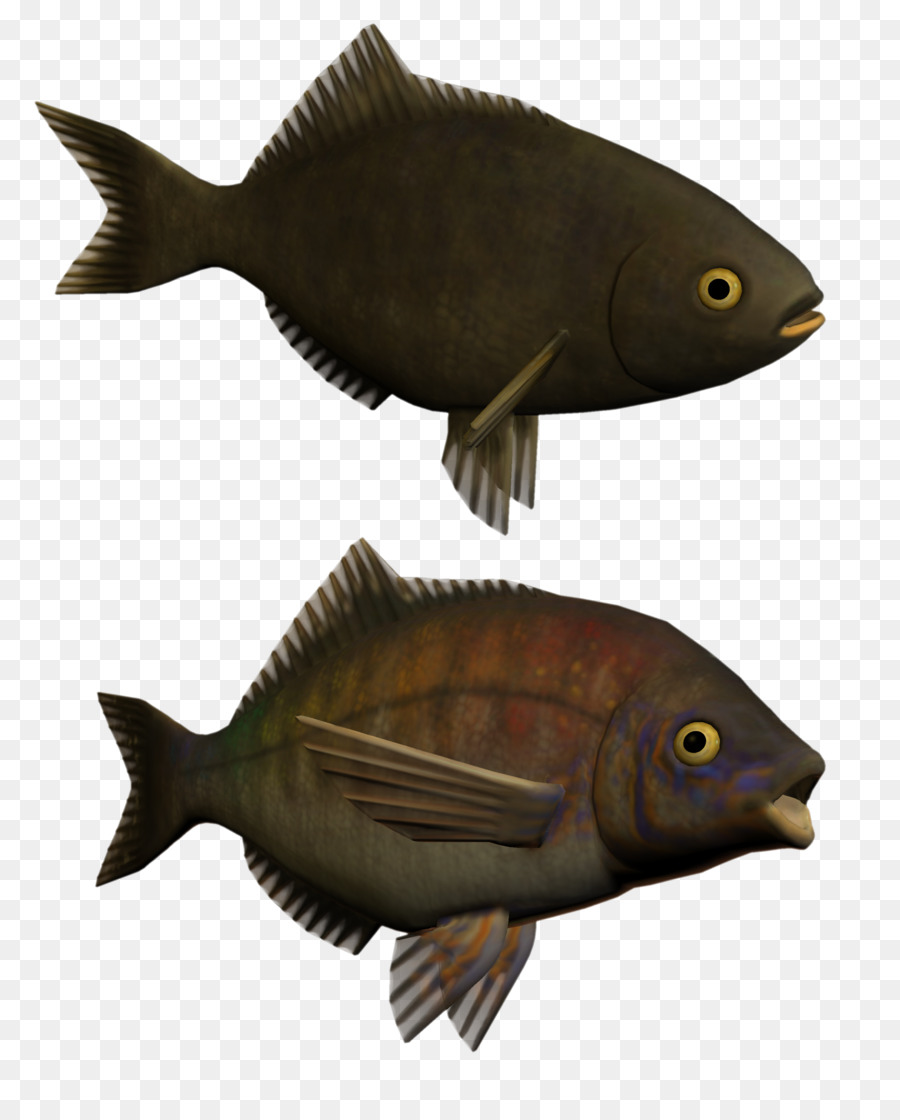 Ikan，Hiu PNG