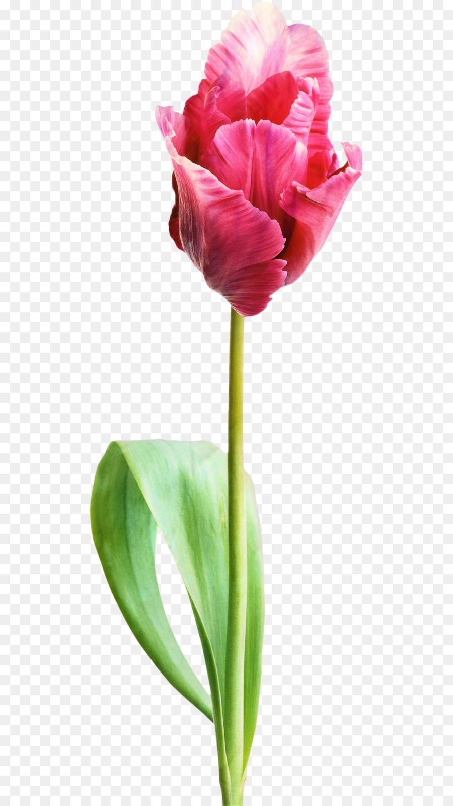 Tulip Ungu，Tangkai PNG