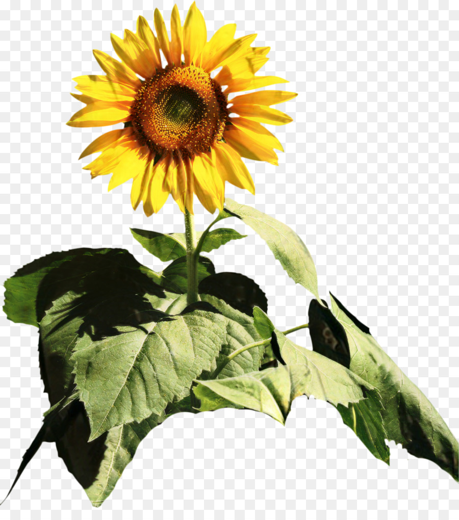 Umum Bunga Matahari，Bunga Potong PNG
