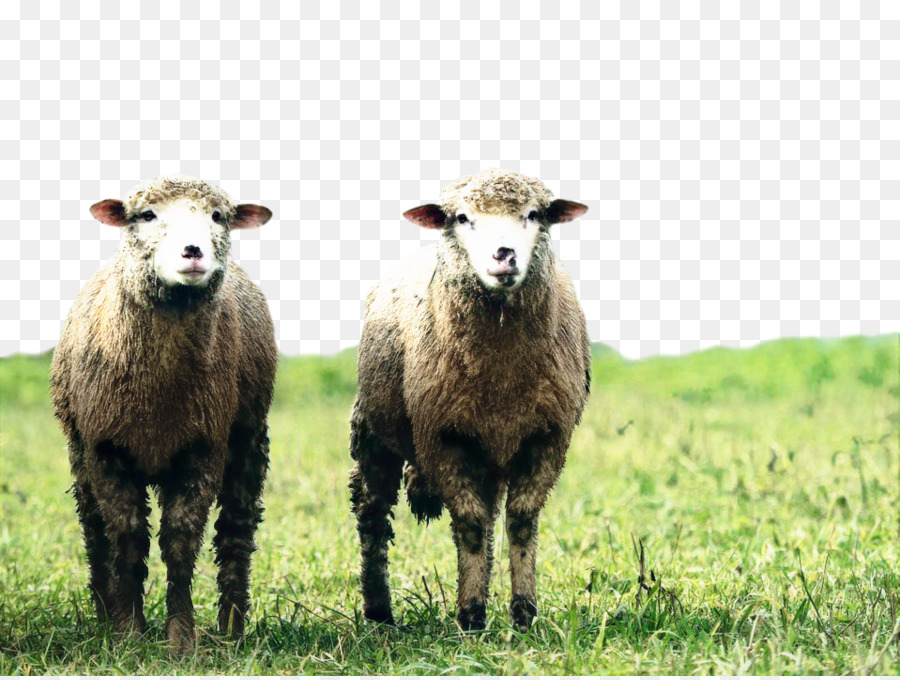 Kambing，Royaltyfree PNG