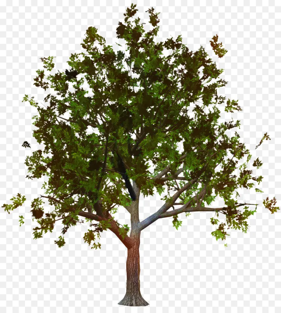 Pohon Pesawat，Pohon PNG