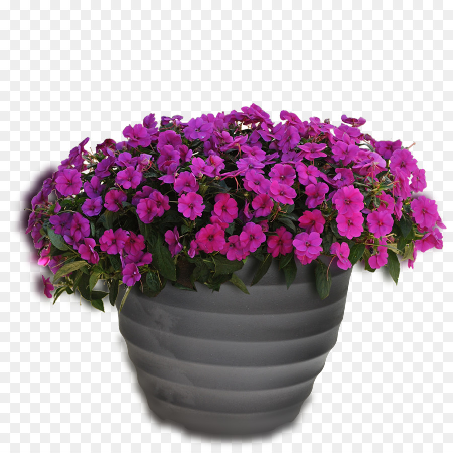 Pot Bunga，Blog PNG