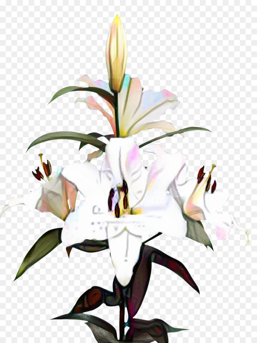 Madonna Lily，Desktop Wallpaper PNG