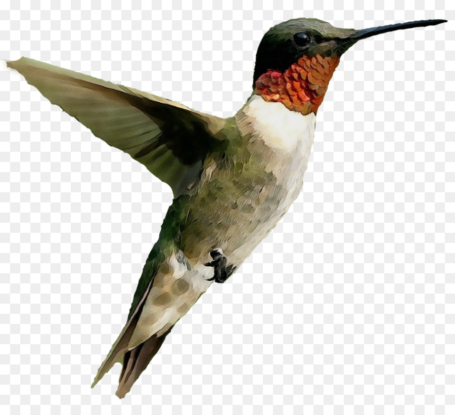 Burung Kolibri，Penerbangan PNG