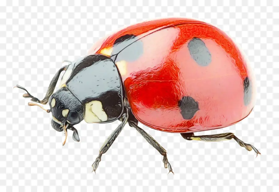 Kumbang Kumbang，Kumbang PNG