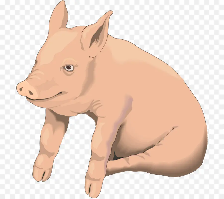 Babi，Peternakan PNG