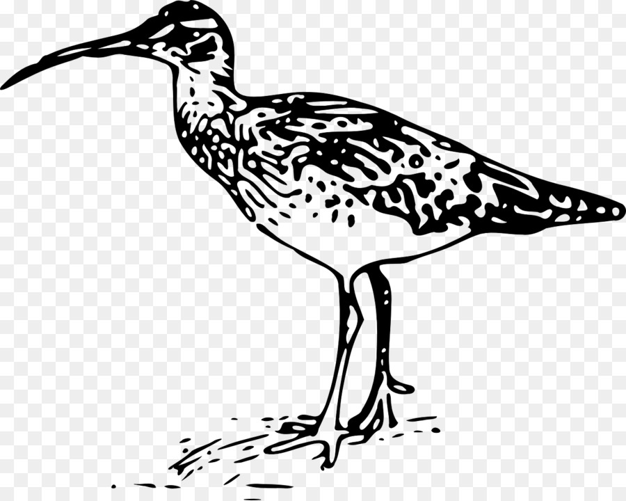 Burung，Ilustrasi Burung PNG