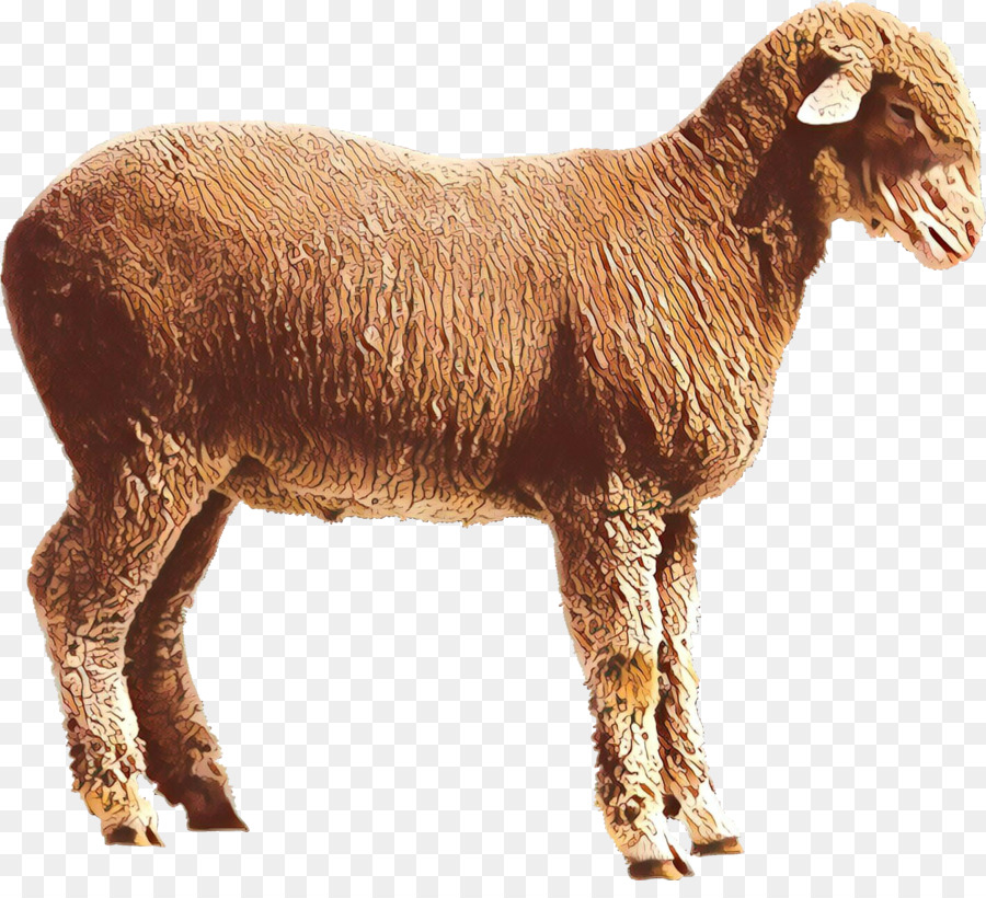 Domba，Kambing Boer PNG