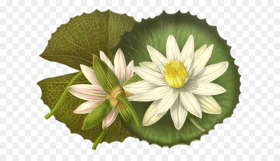 Nymphaea Lotus, Fotografi Saham, Fotografi gambar png