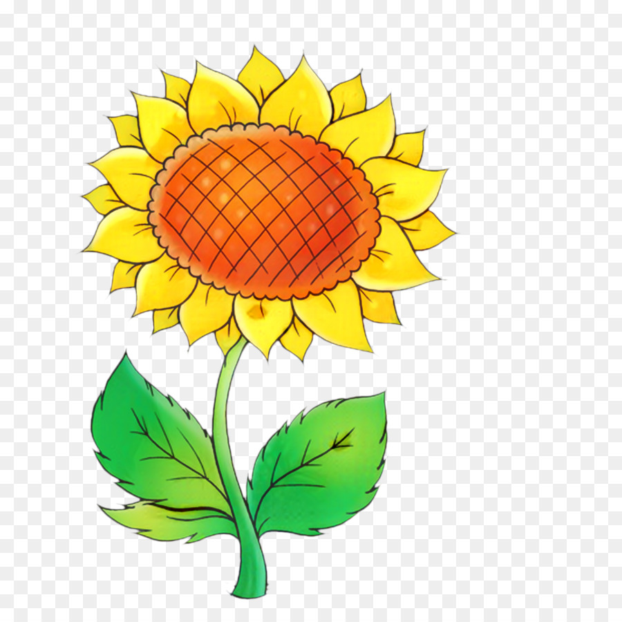 Umum Bunga Matahari，Bunga Potong PNG
