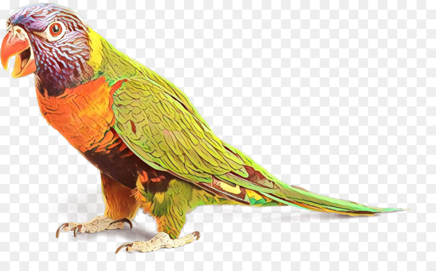 Macaw，Loriini PNG