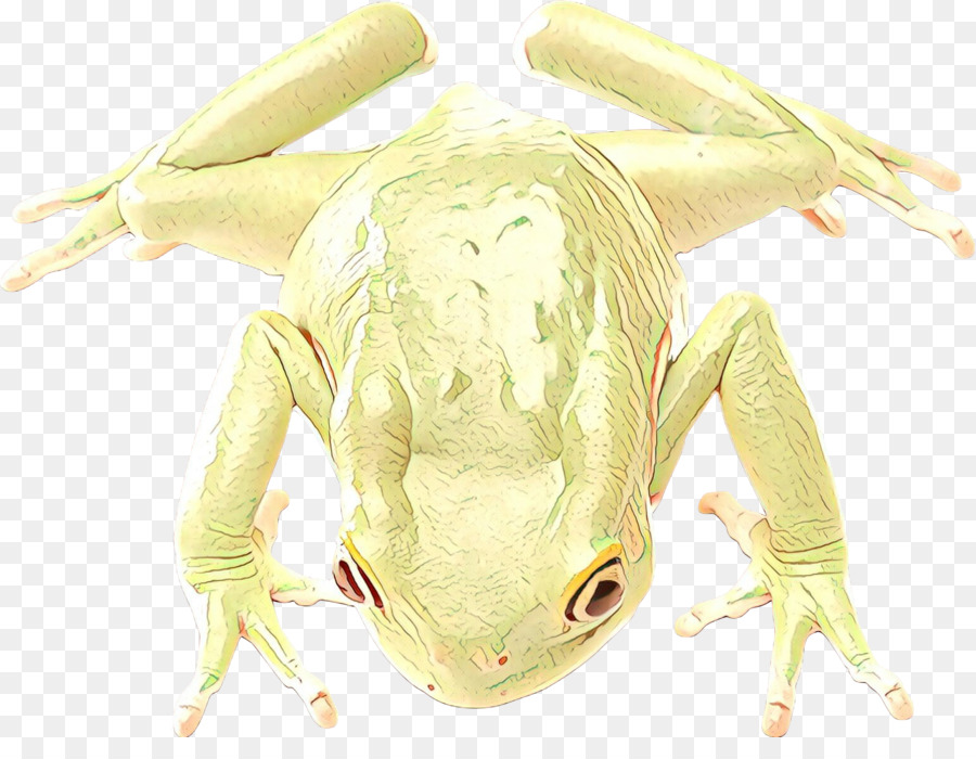 Katak Pohon，Katak PNG