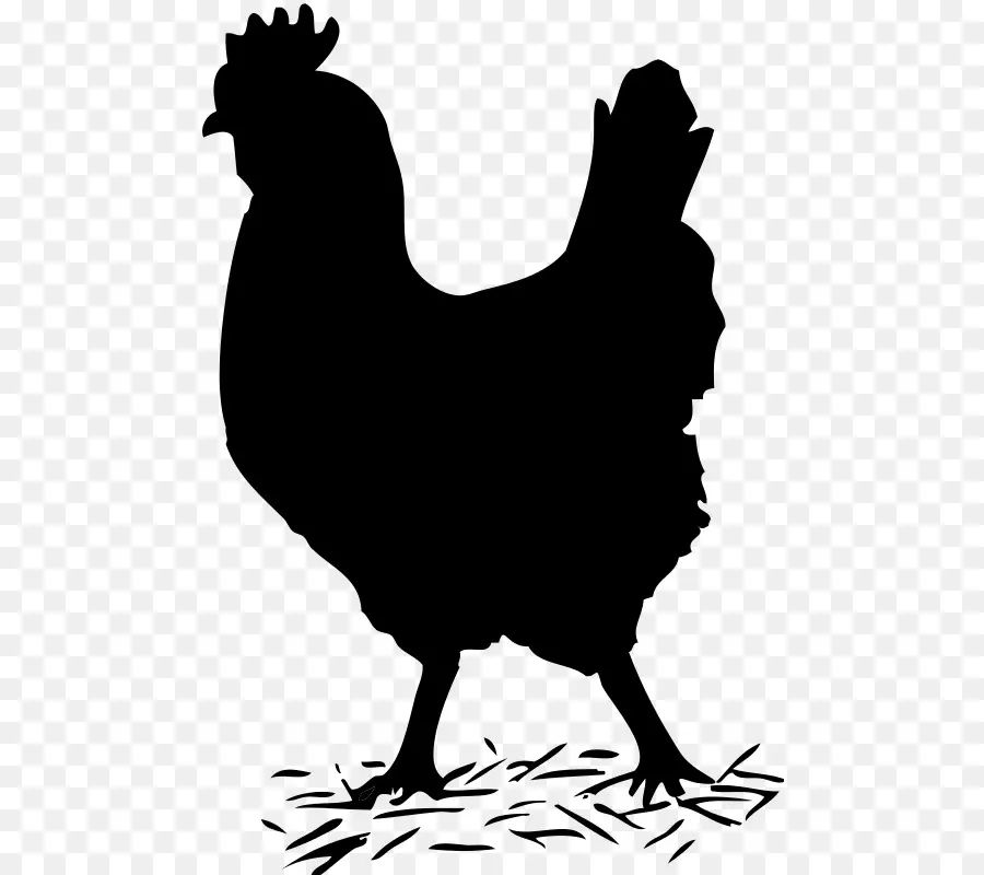 Ayam，Unggas PNG