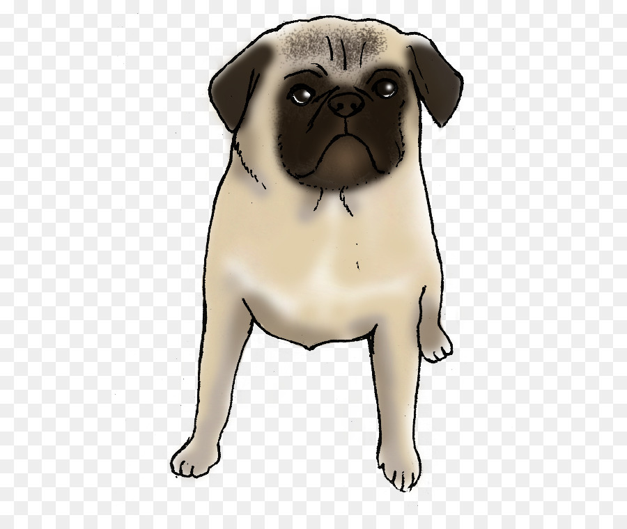 Pug，Anjing PNG