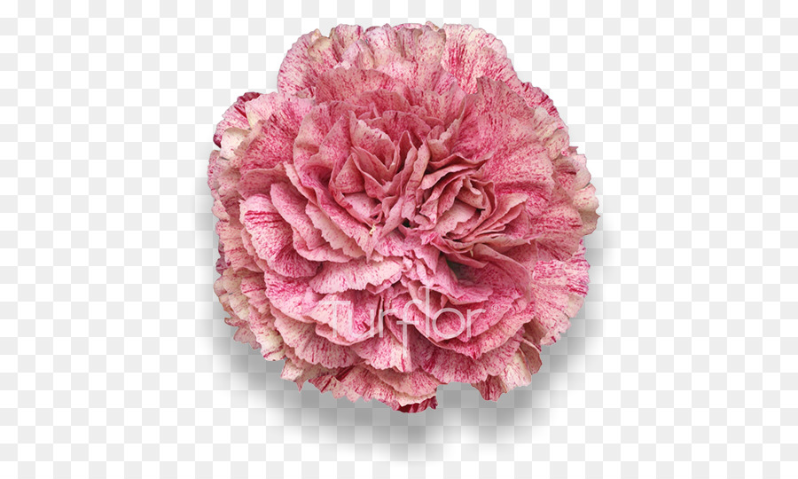 Anyelir，Kubis Rose PNG