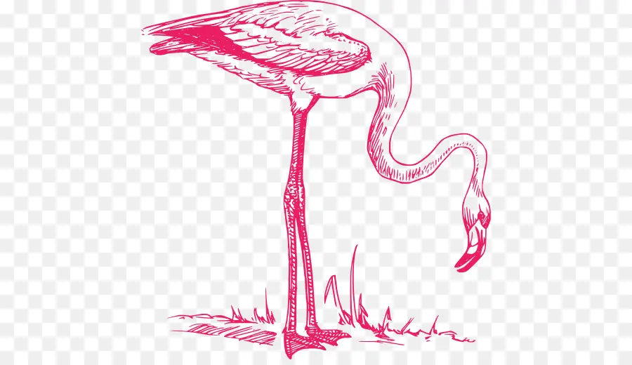 Flamingo，Gambar PNG