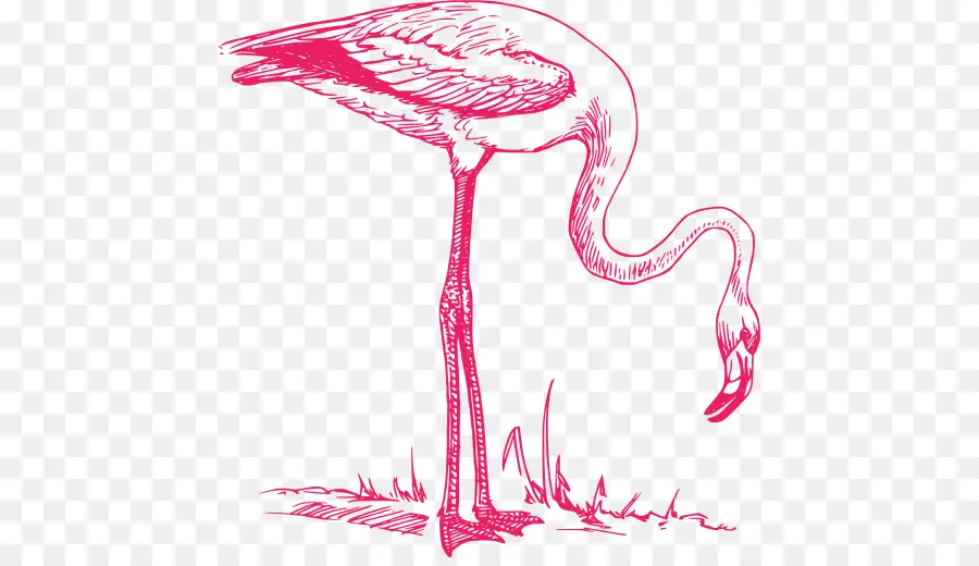 Flamingo，Berwarna Merah Muda PNG