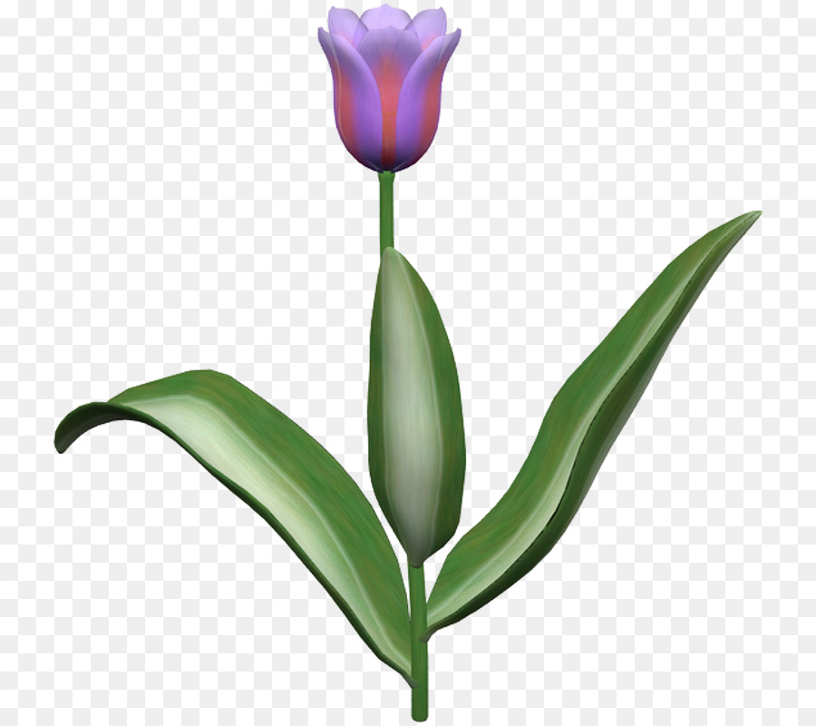 Tulip，Bunga Potong PNG