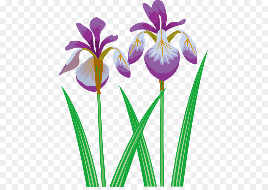 Bunga Iris，Ungu PNG