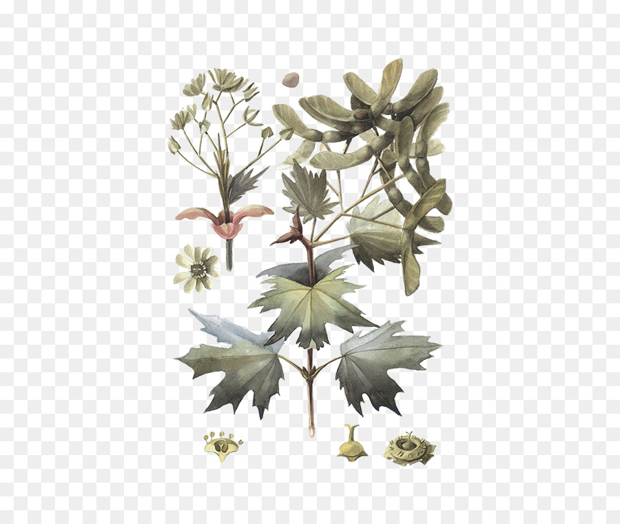 Ilustrasi Botani，Daun Daun PNG