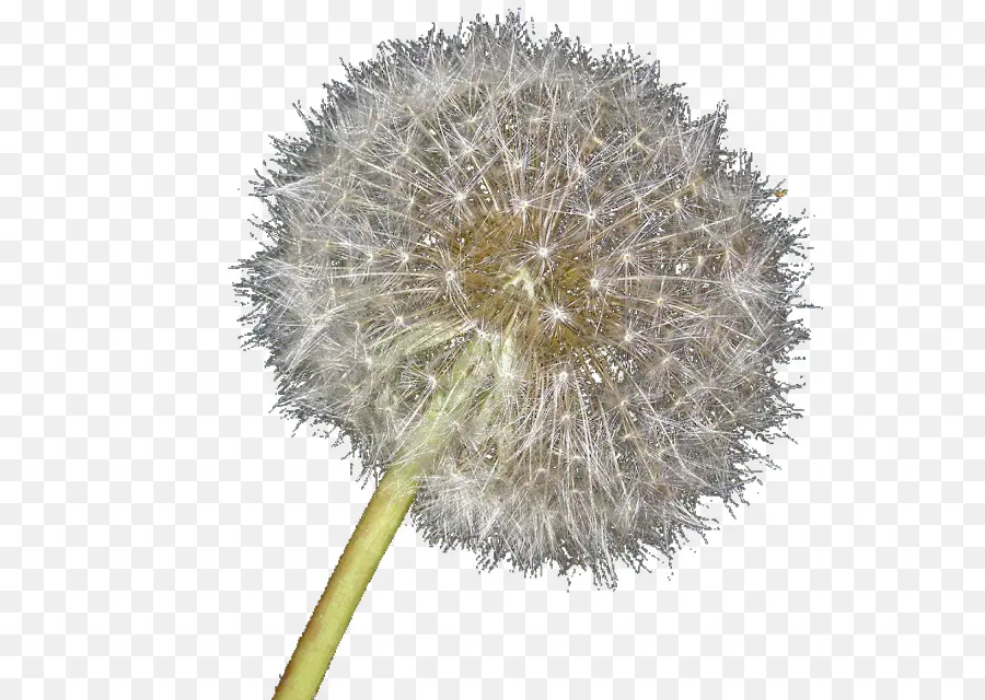 Dandelion，Bunga PNG