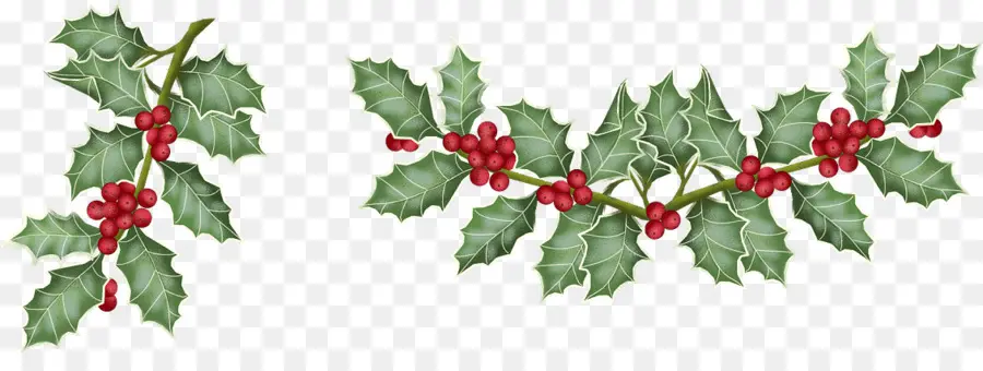 Holly，Daun Daun PNG