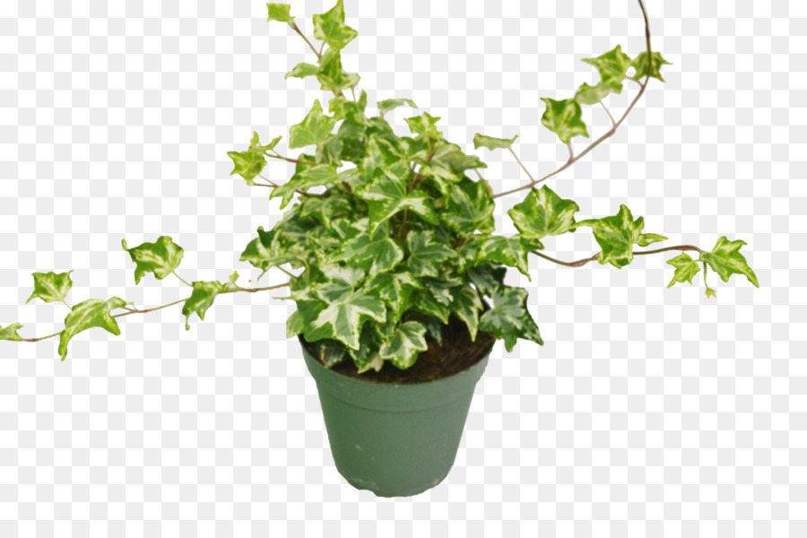 Tanaman Pot，Ivy PNG