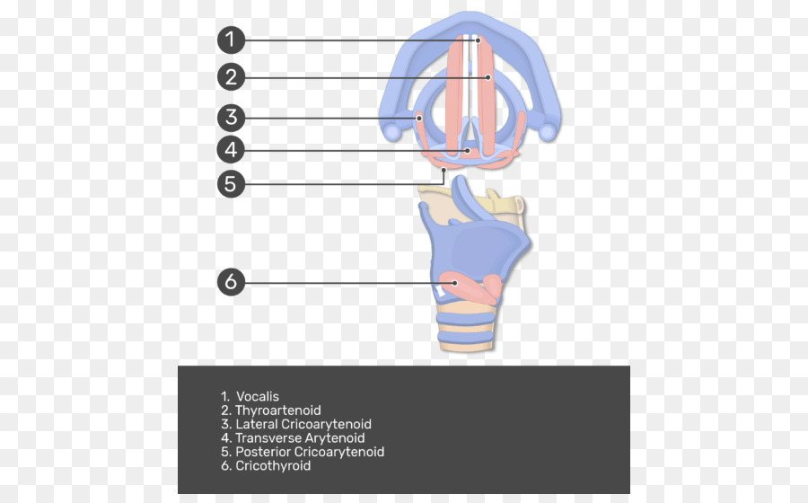 Pangkal Tenggorokan，Pita Suara PNG