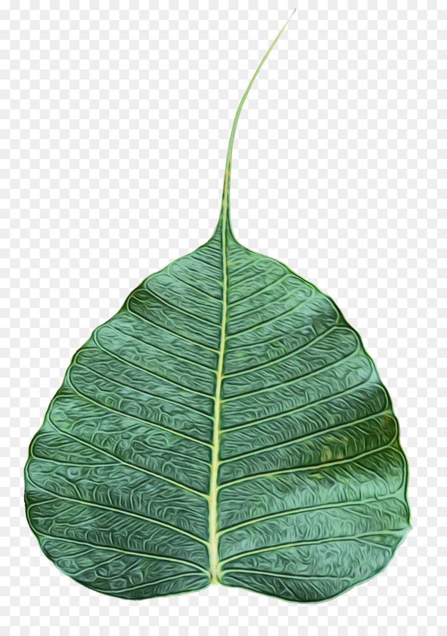 Daun Monstera，Tanaman PNG