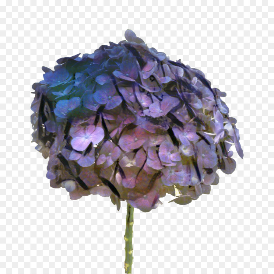 Hydrangea，Anggrek PNG