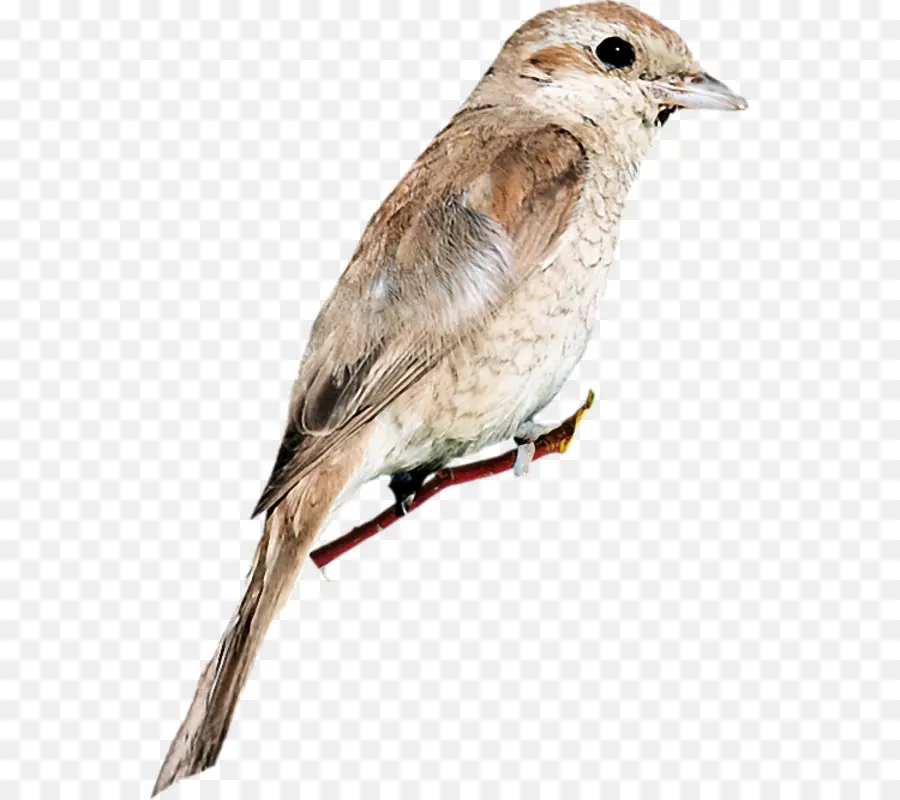 House Sparrow，Nightingale Umum PNG