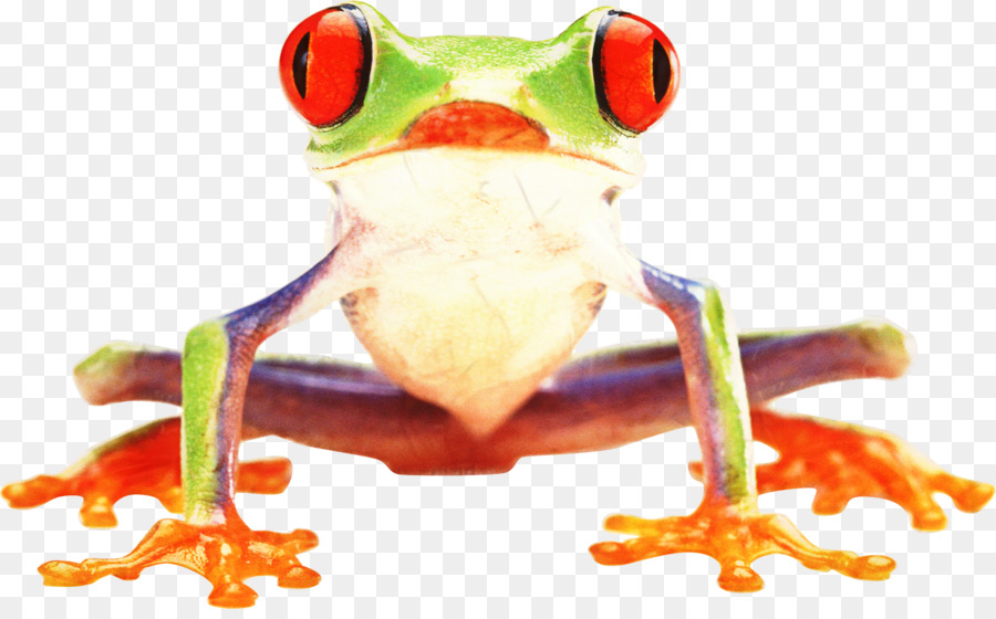 Katak Berwarna Warni，Berwarna Warni PNG