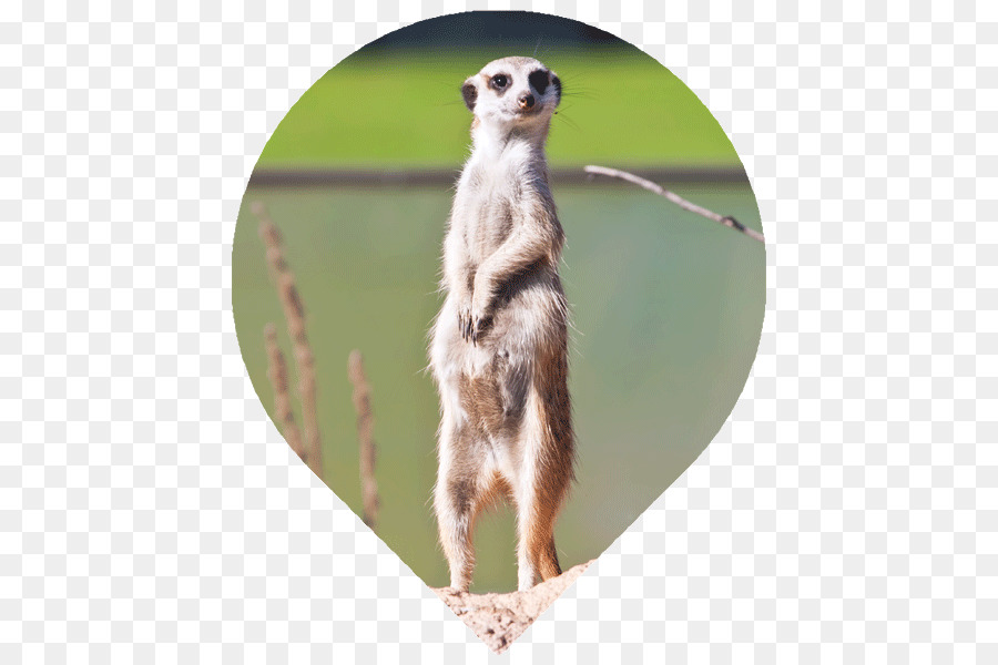 Meerkat，Hewan Pengerat PNG