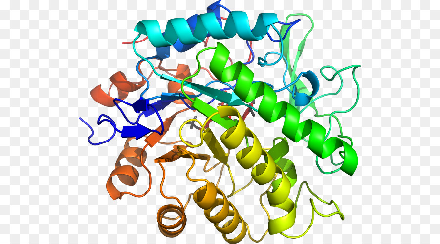 Struktur Protein，Molekul PNG