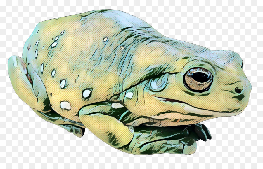 Benar Katak，Kodok PNG