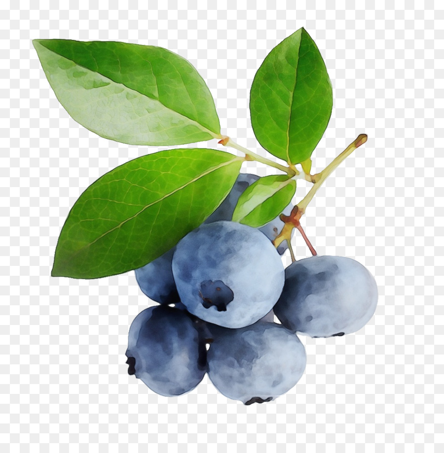 Blueberry，Beri PNG