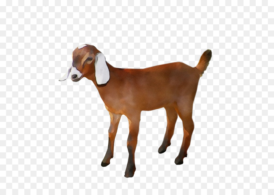 Bayi Kambing，Anak PNG