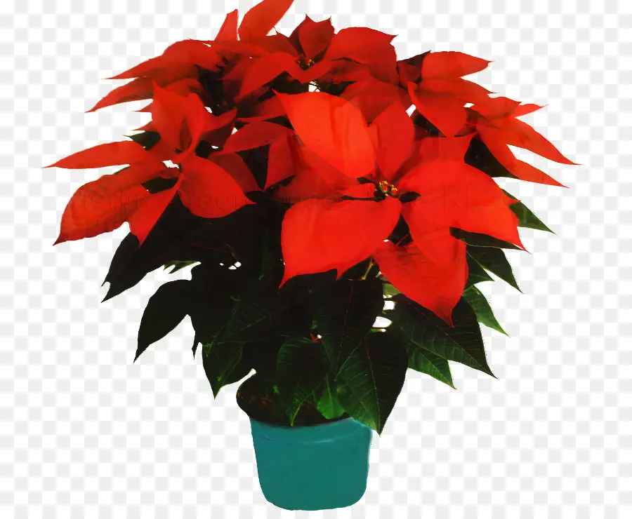 Poinsettia，Merah PNG