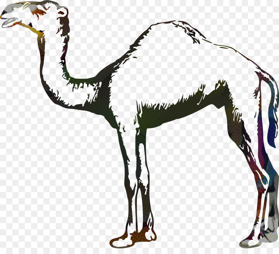 Dromedary，Kuda PNG