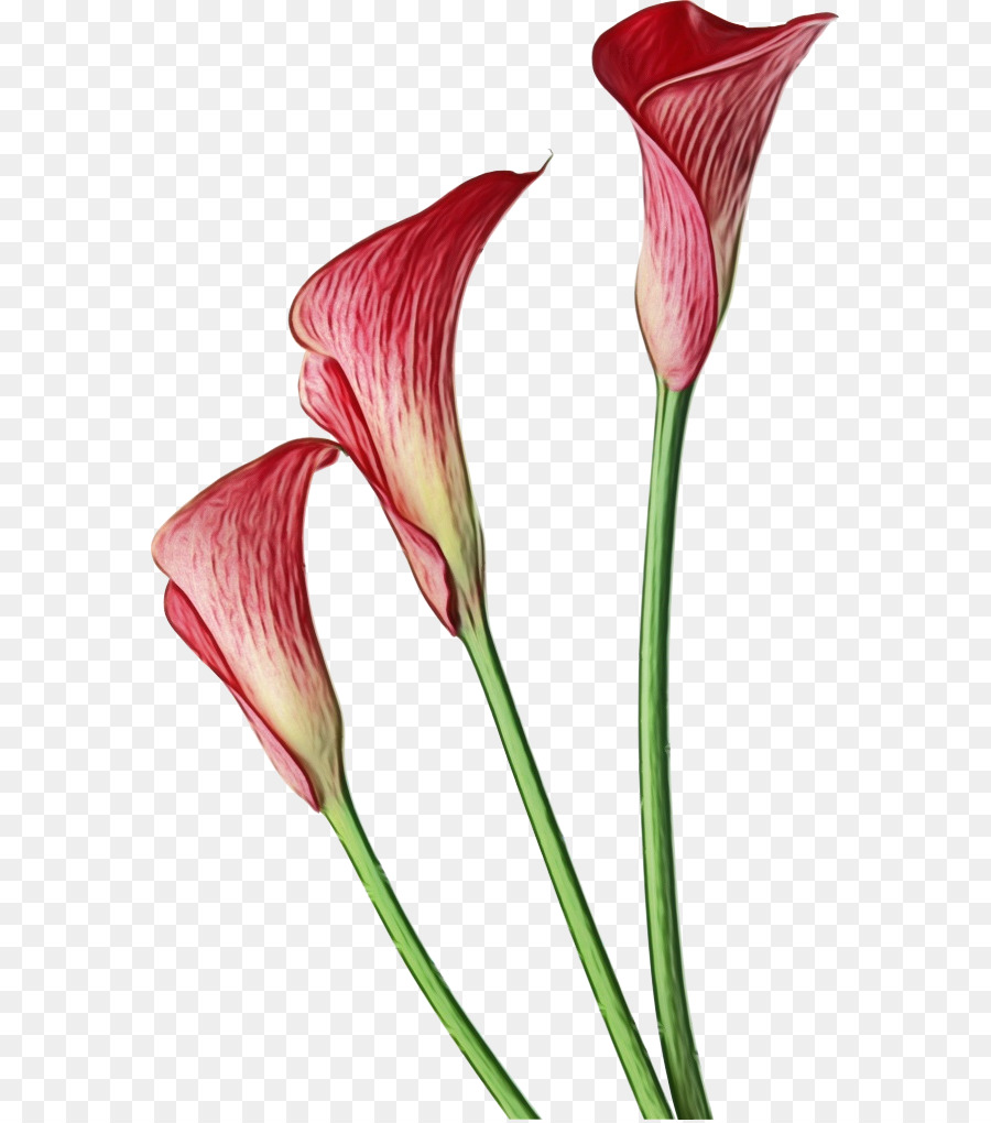 Calla Lily，Botani PNG