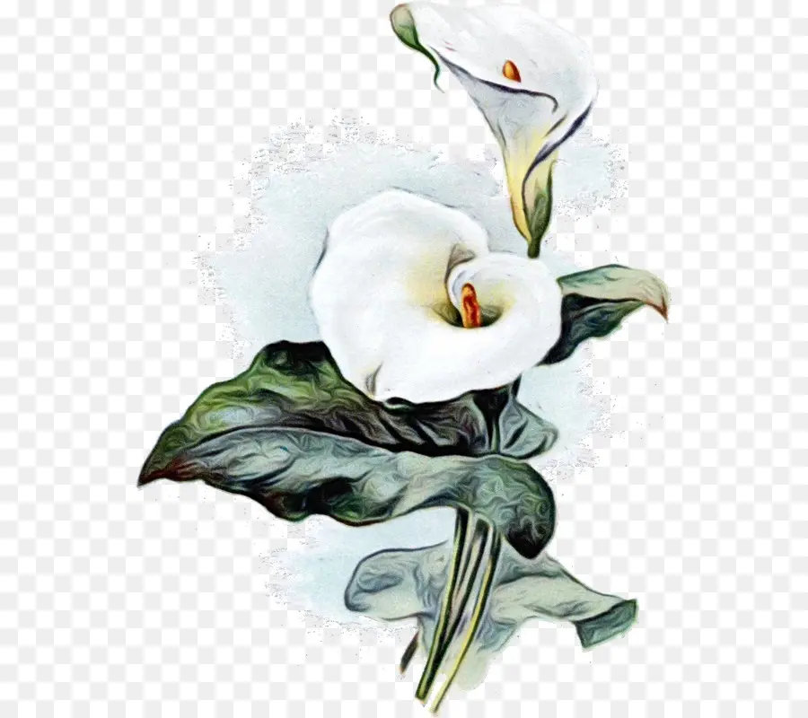 Calla Lily，Putih PNG