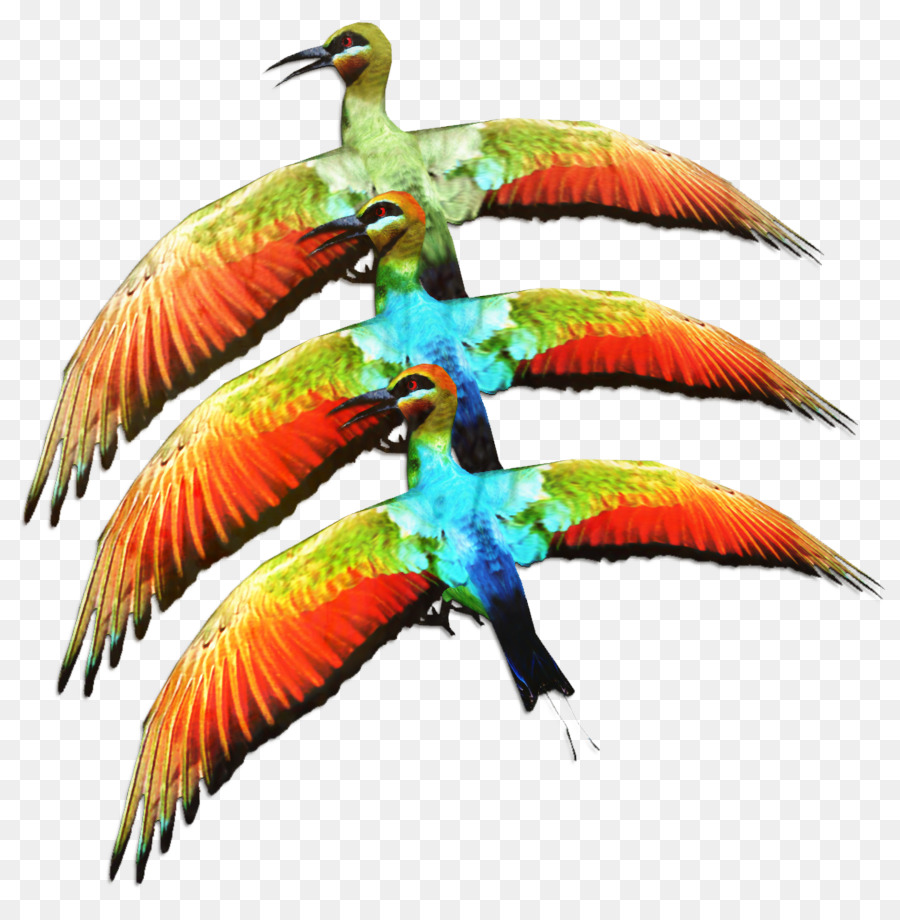 Macaw，Parkit PNG