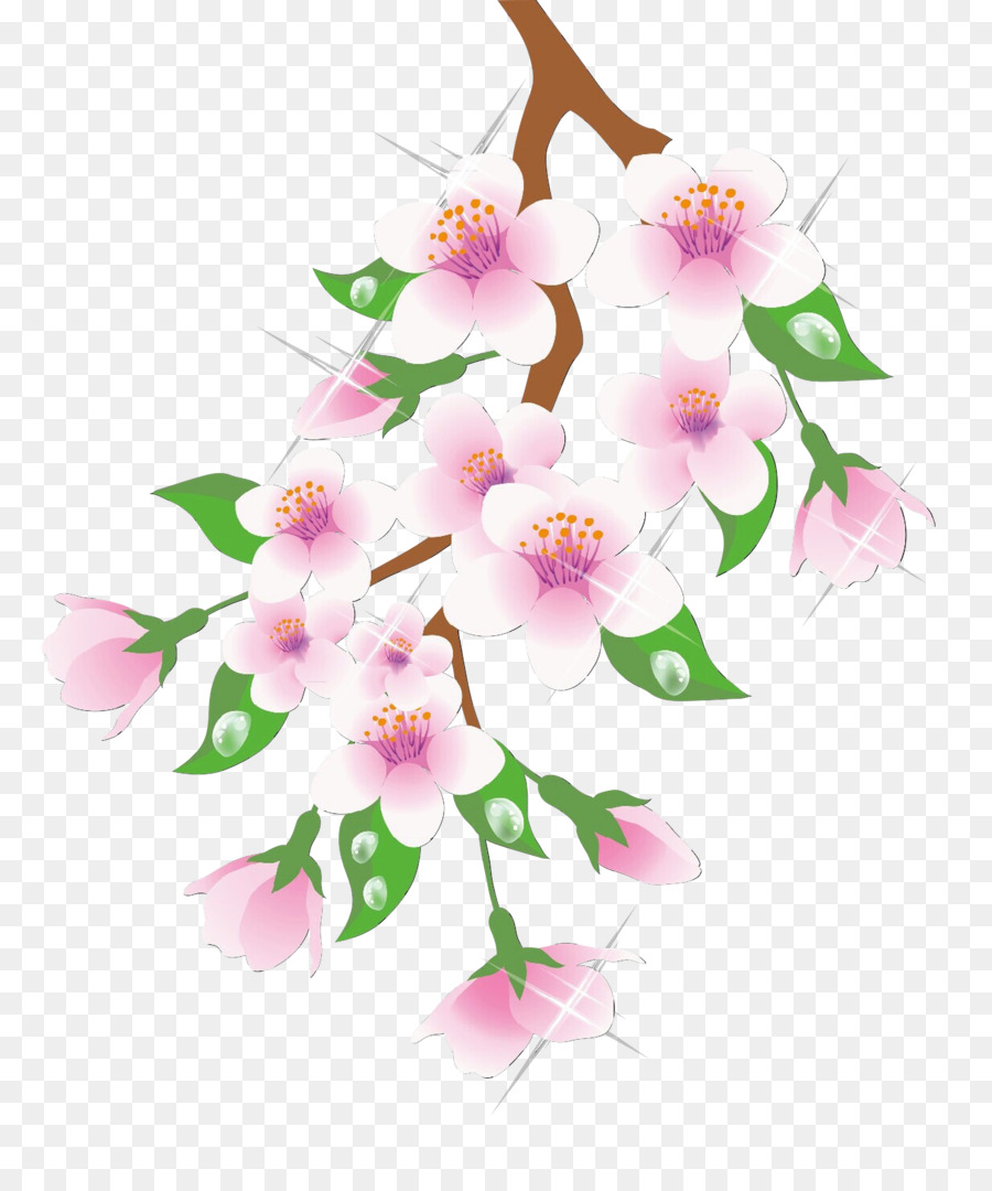 Bunga Sakura，Bunga PNG