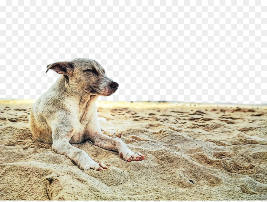 Anjing Di Atas Pasir，Pantai PNG