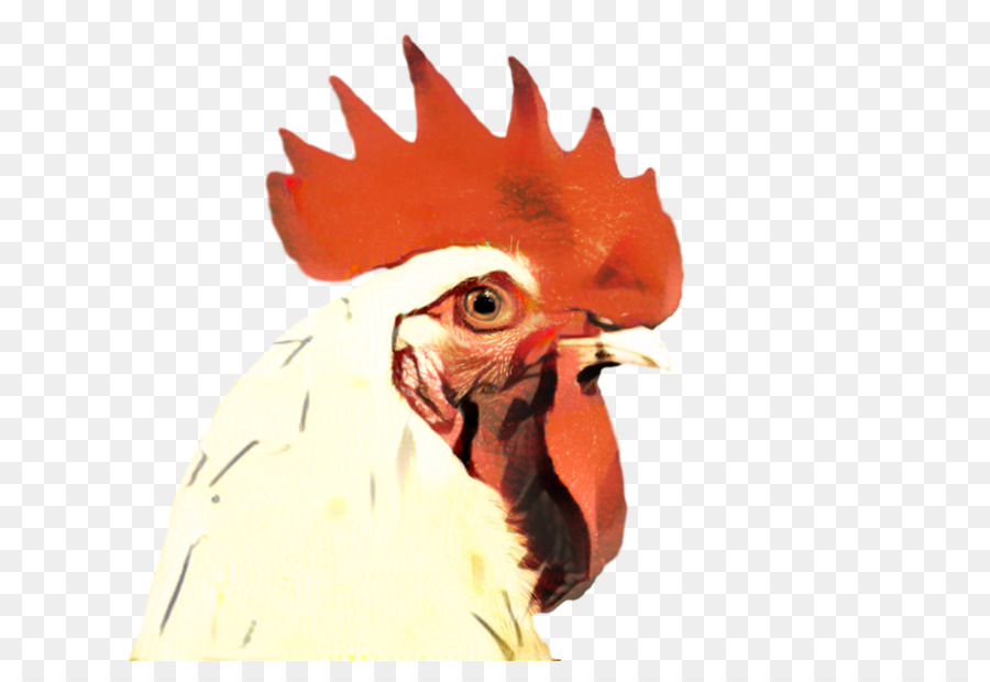 Ayam，Paruh PNG