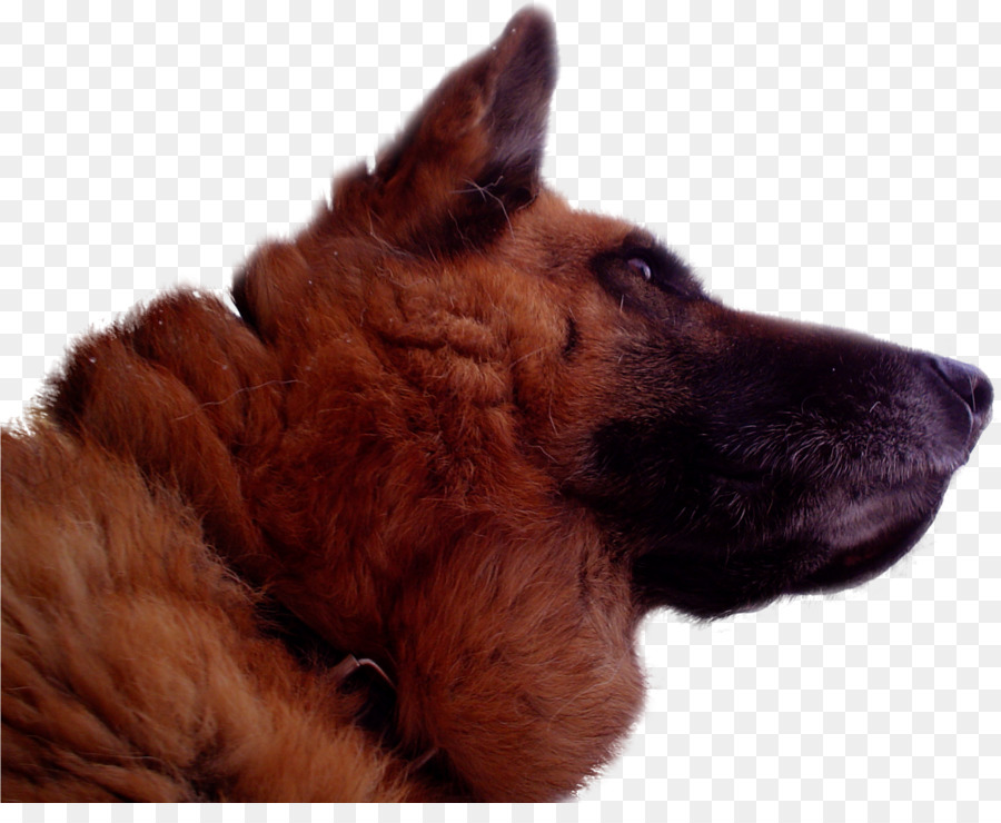 Gembala Jerman，Anjing Berkembang Biak PNG