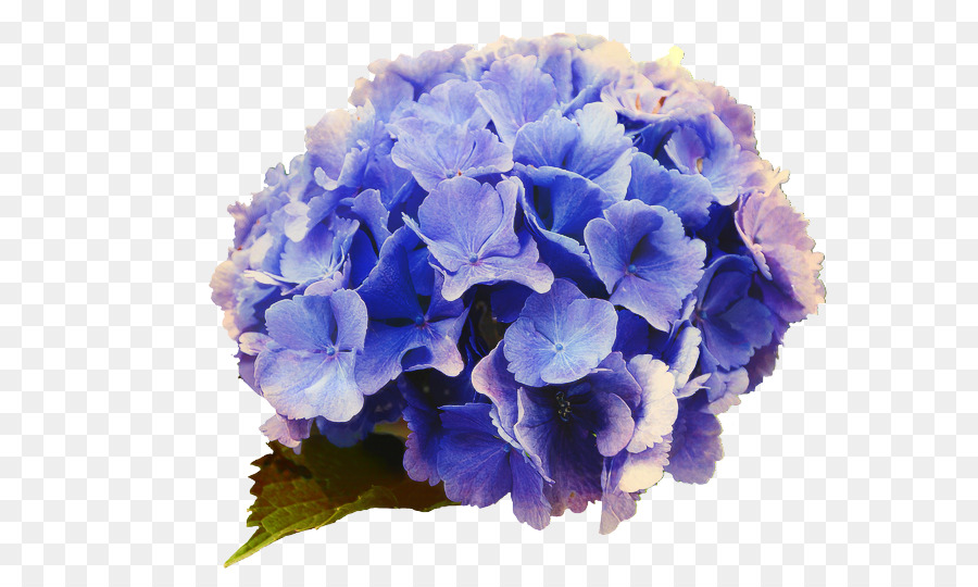 Bunga Hydrangea，Biru PNG