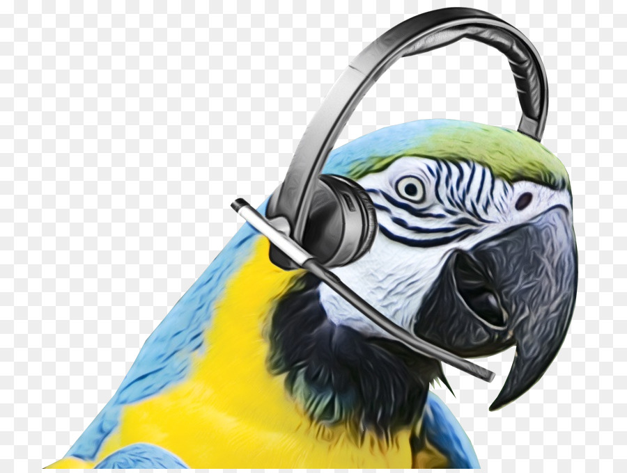 Macaw，Paruh PNG