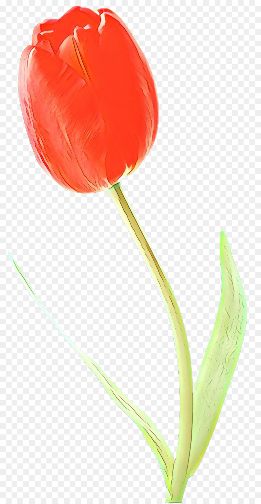 Tulip Merah，Tangkai PNG