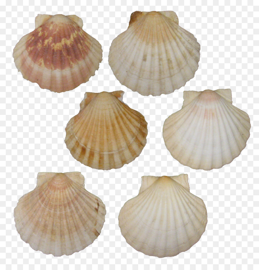 Kerang，Fotosearch PNG